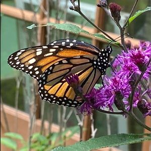 Meet your Posher, Shelli